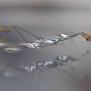 Ces minuscules robots sautent sur l'eau comme des araignées d'eau