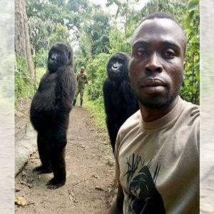 Le (beau) selfie d'un Ranger devant des gorilles devient viral